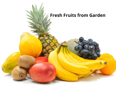 Fruits grown from organic garden