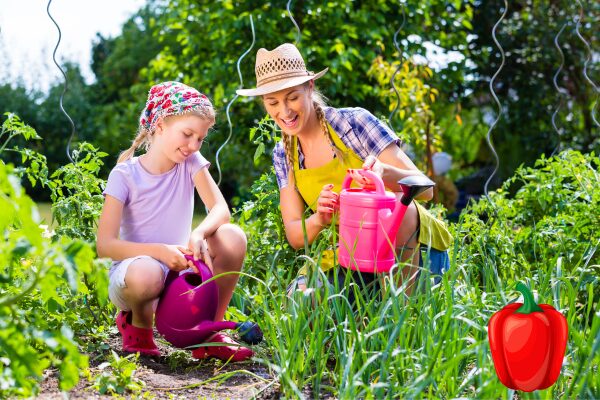 Watering the herbal plants at backyard garden